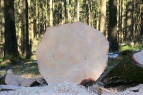 timber in the coniferous forest close-up on blurred background