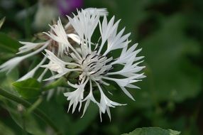 Close-up of the beautiful white flowers among the green leaves