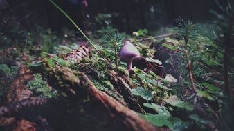 mushroom in dark forest nature autumn