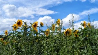 Sun Flower Flowers Nature