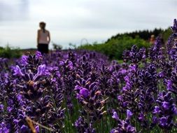 summer meadow with bright violet flowers close-up