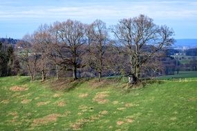 Landscape of trees on a hill