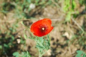 red poppy on the field