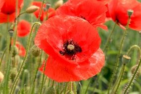 wild red poppy flowers on a field