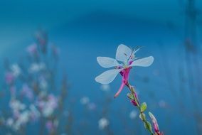 pink-blue natural flower