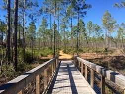 high wooden bridge in the forest on a sunny day