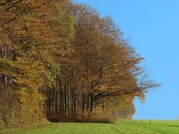 golden edge of the forest