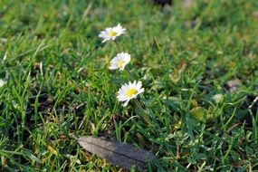 three daisys