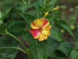 Mirabilis Jalapa Flower