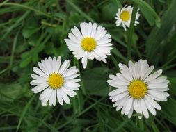 white daisies in tall green grass close-up