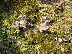 craterellus sinuosus on green grass