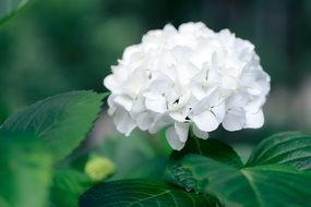 snow-white inflorescence of hydrangea close-up on blurred background