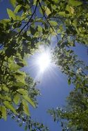 Tree branches against the sun