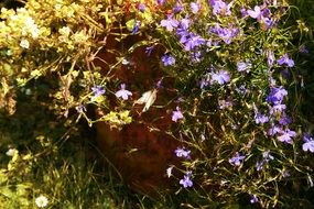 small purple flowers in green grass