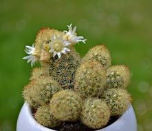 flowering cactus in a flower pot