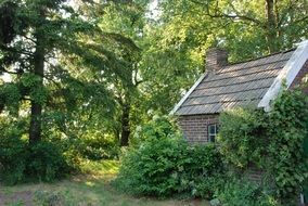 Landscape of barn in a forest