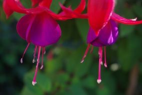 fuchsia is a colorful shrub