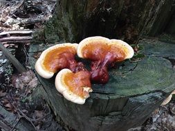mushroom on wooden log