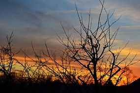 bare trees silhouettes at Sunset sky