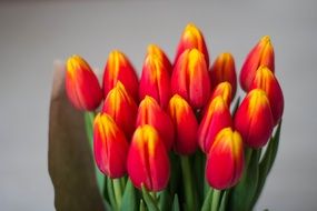 closeup picture of red and yellow tulips in a vase
