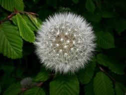 Closeup Picture of Dandelion flower