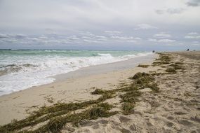 sandy beach with green algae