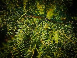 Closeup photo of green pine needles