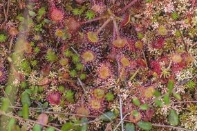 blooming drosera plants in Poland