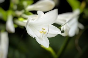 tender white flowers