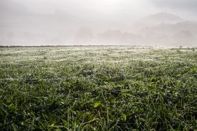 Meadow shrouded in cobwebs