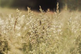 seed head of grass close up, blurred background