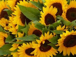 SunFlower Yellow