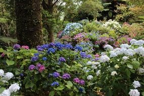 Hydrangea Forest flower