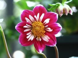 bright dahlia as a symbol of summer