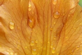 Raindrops on yellow leaf macro