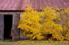 yellow autumn trees near the barn