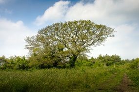 tree in green field landscape