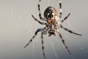 spider cobweb close macro photo