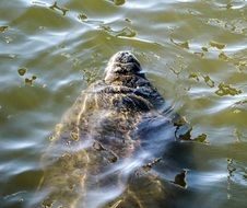 the crocodile floats on water
