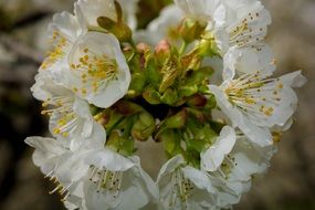 white cherry flowers on a branch