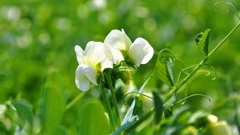 plant with white flowers in the bright sun in spring