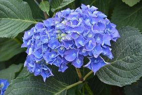 spherical blue inflorescence of hydrangea close-up