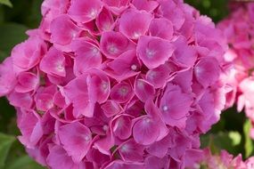 Beautiful pink flowers in the colorful garden