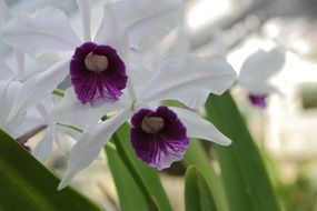 purple-white tropical orchid