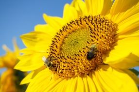 bee sitting on a yellow sunflower