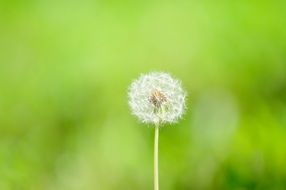 Nature Dandelion Flowers Plants