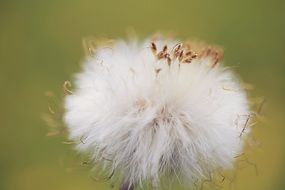 dandelion with fluffy seeds on a blurred background