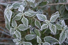 frozen green nettle