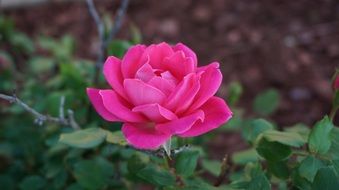 pink roses romance