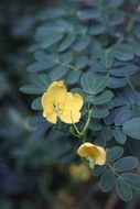 stunningly beautiful Botanical Flower